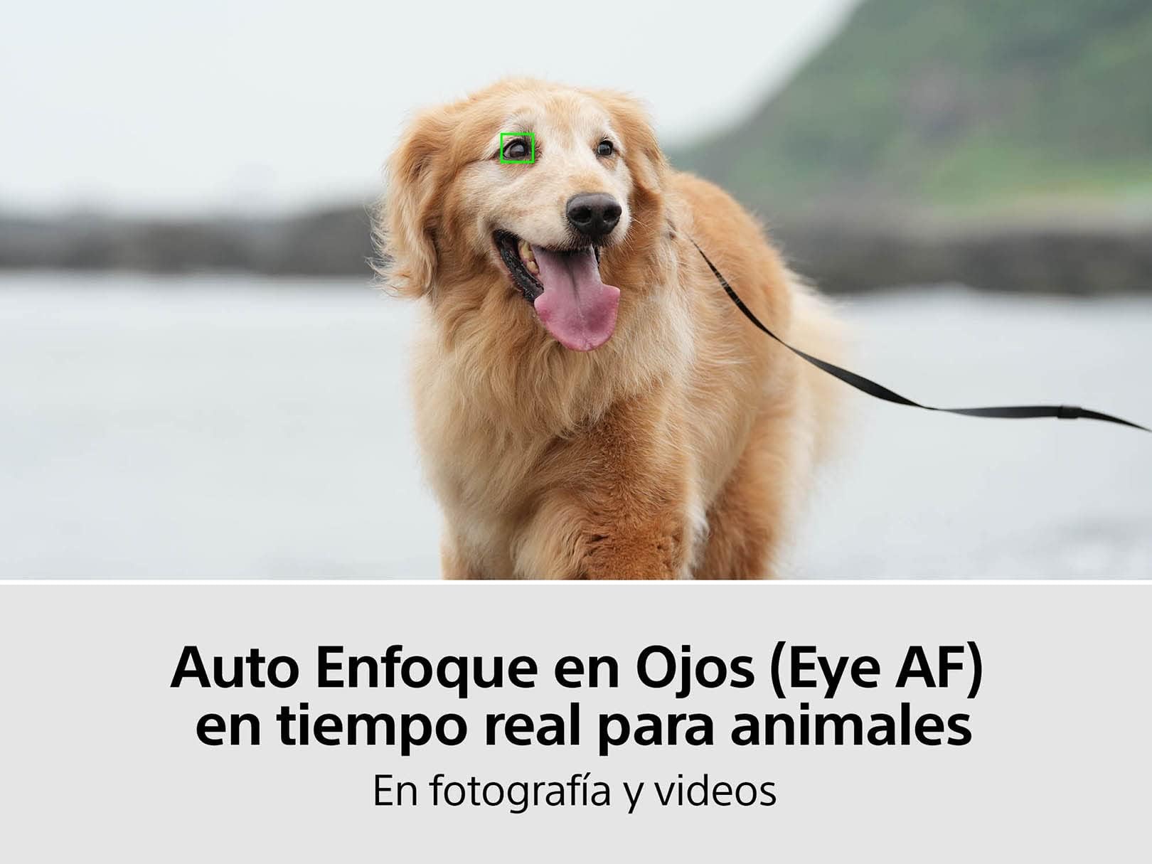 Sony Alpha Cámara Híbrida Full Frame Mirrorless con Lente 28-70mm ILCE-7M4K (Versión Oficial con Garantía Local)