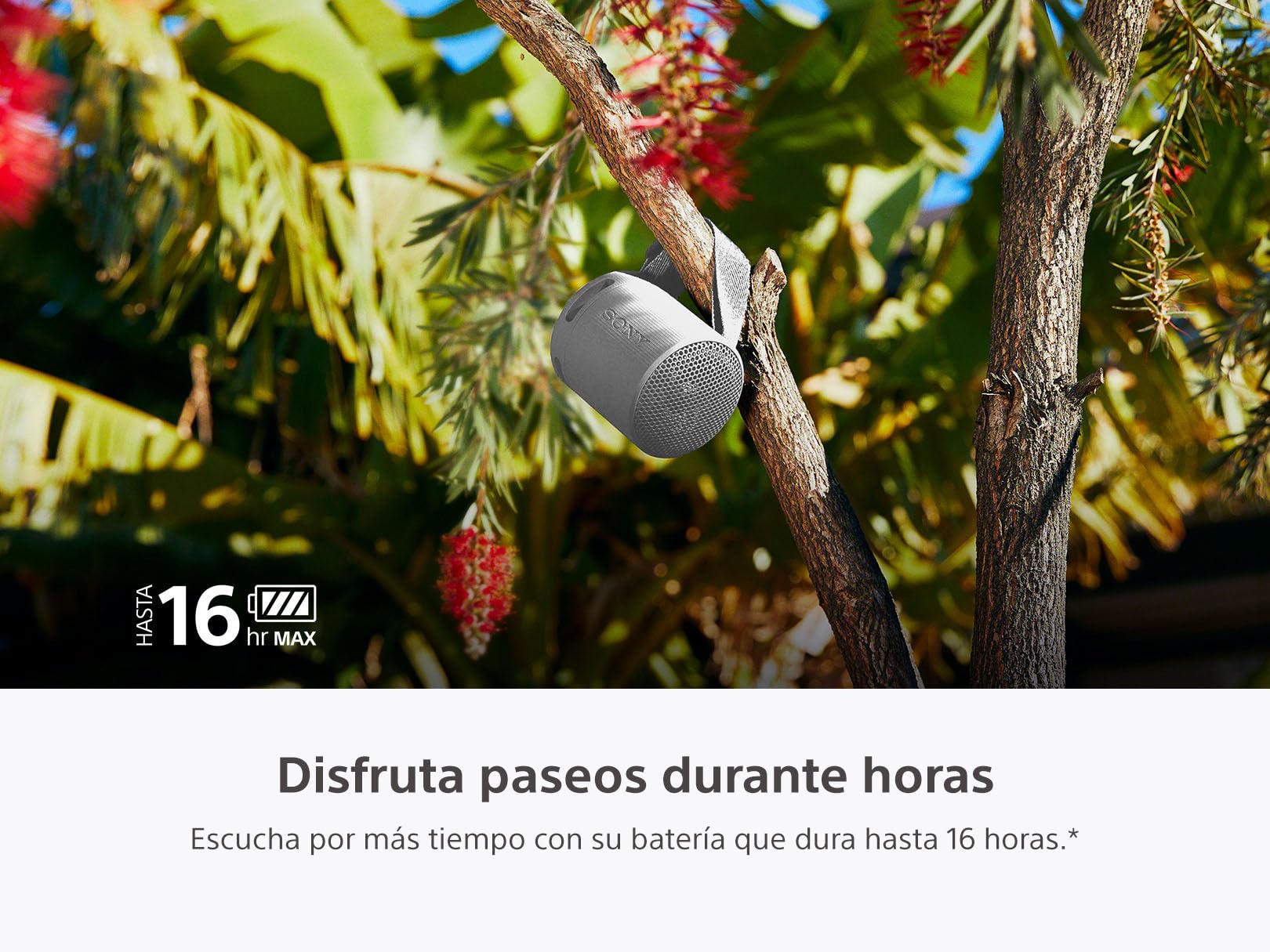 ACHEMEX